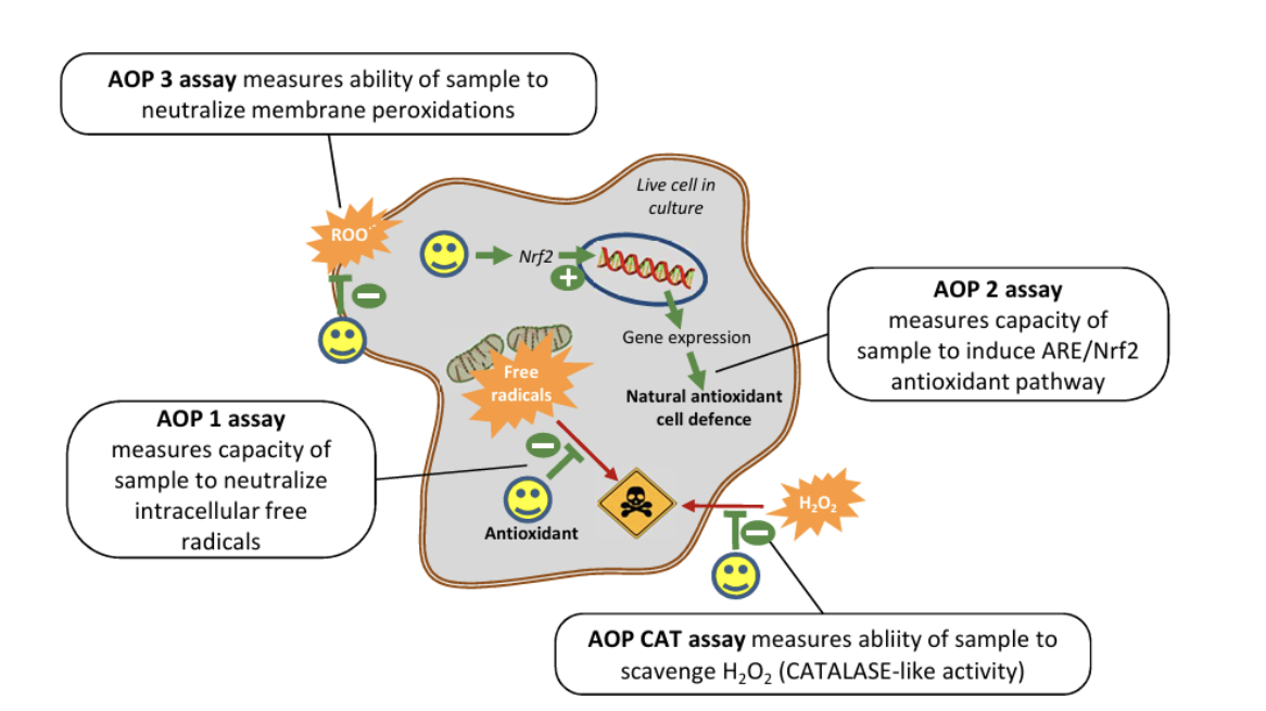 Cell Antioxidant Profile is determined using 4 AOP cell efficacy tests targeting different mechanisms of antioxidant action.